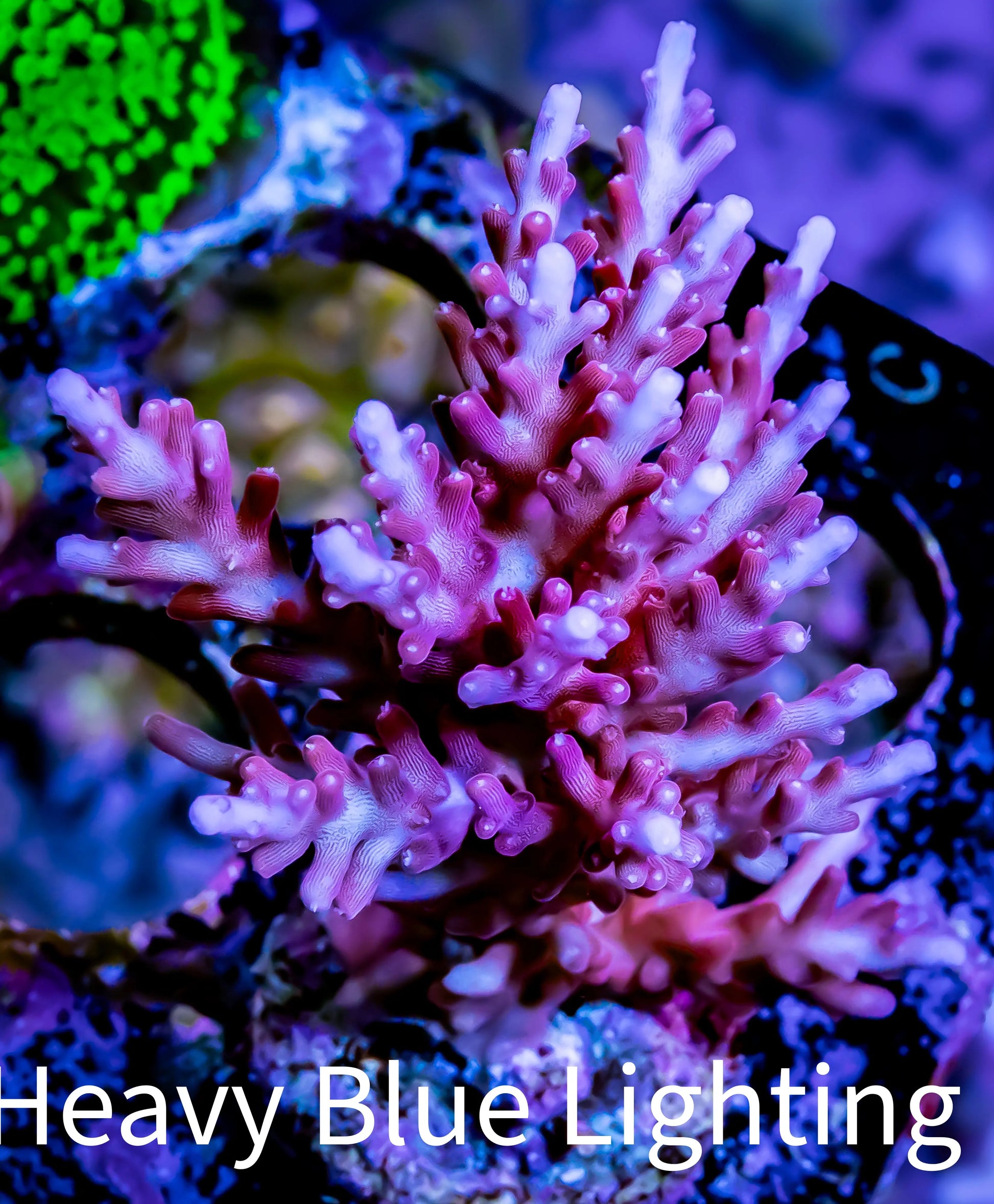 Red Dragon Acro Coral Frag WYSIWYG Red Dragon Acro Coral Frag WYSIWYG SPS Red Dragon Acro Coral Frag WYSIWYG Zeo Box Reef