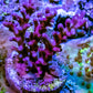 Red Dragon Acro Coral Frag Red Dragon Acro Coral Frag SPS Red Dragon Acro Coral Frag Zeo Box Reef