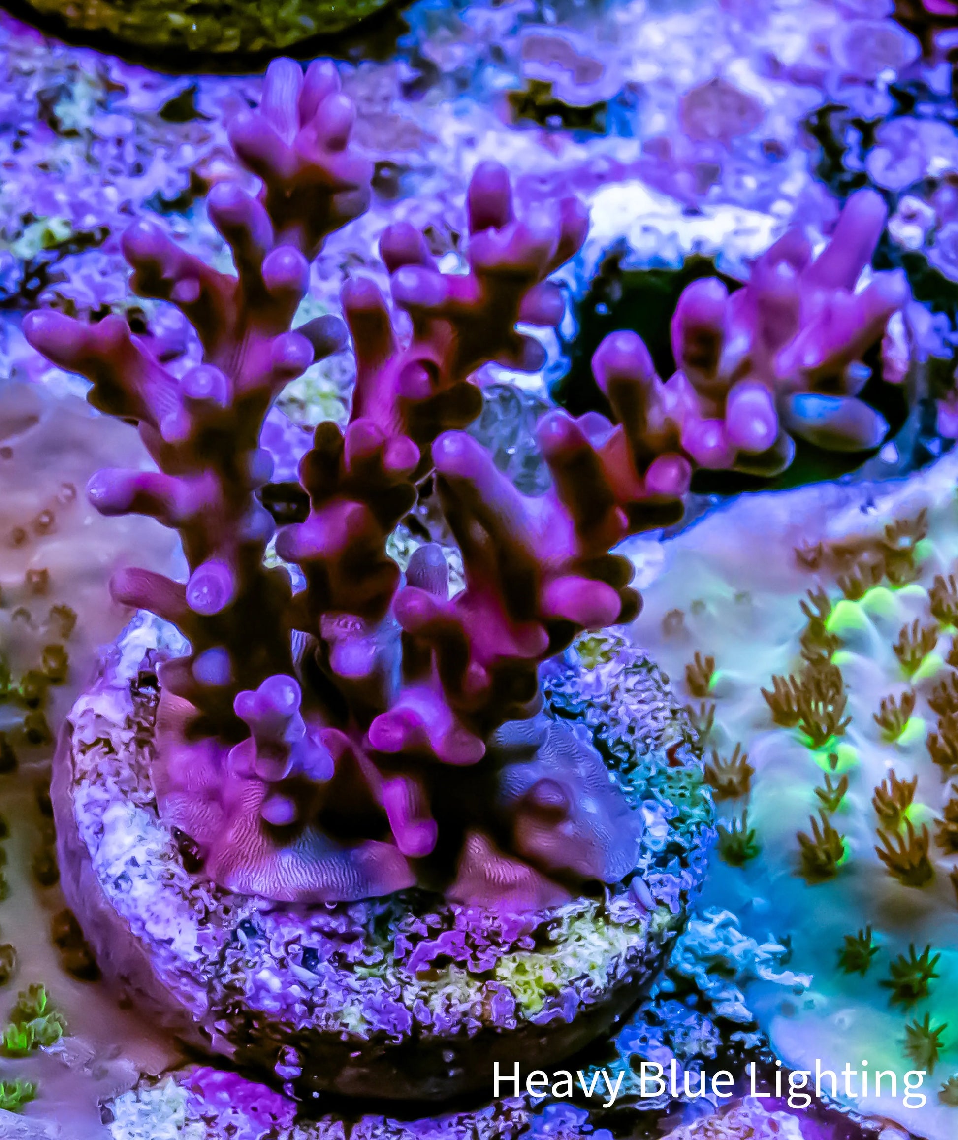 Red Dragon Acro Coral Frag Red Dragon Acro Coral Frag SPS Red Dragon Acro Coral Frag Zeo Box Reef