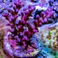 Red Dragon Acro Coral Frag Red Dragon Acro Coral Frag SPS Red Dragon Acro Coral Frag Zeo Box Reef