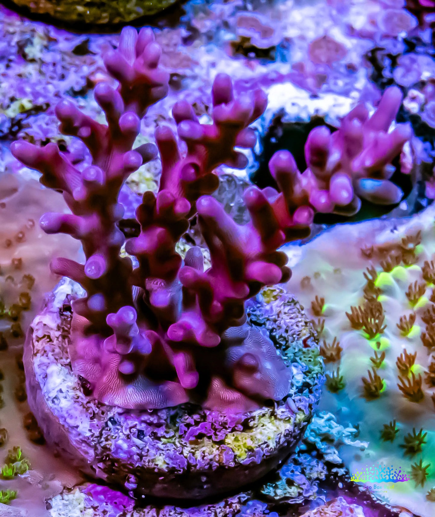 Red Dragon Acro Coral Frag Red Dragon Acro Coral Frag SPS Red Dragon Acro Coral Frag Zeo Box Reef