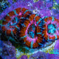 Red Orange Pink Blue Acan Frag WYSIWYG Red Orange Pink Blue Acan Frag WYSIWYG LPS Coral Red Orange Pink Blue Acan Frag WYSIWYG Zeo Box Reef