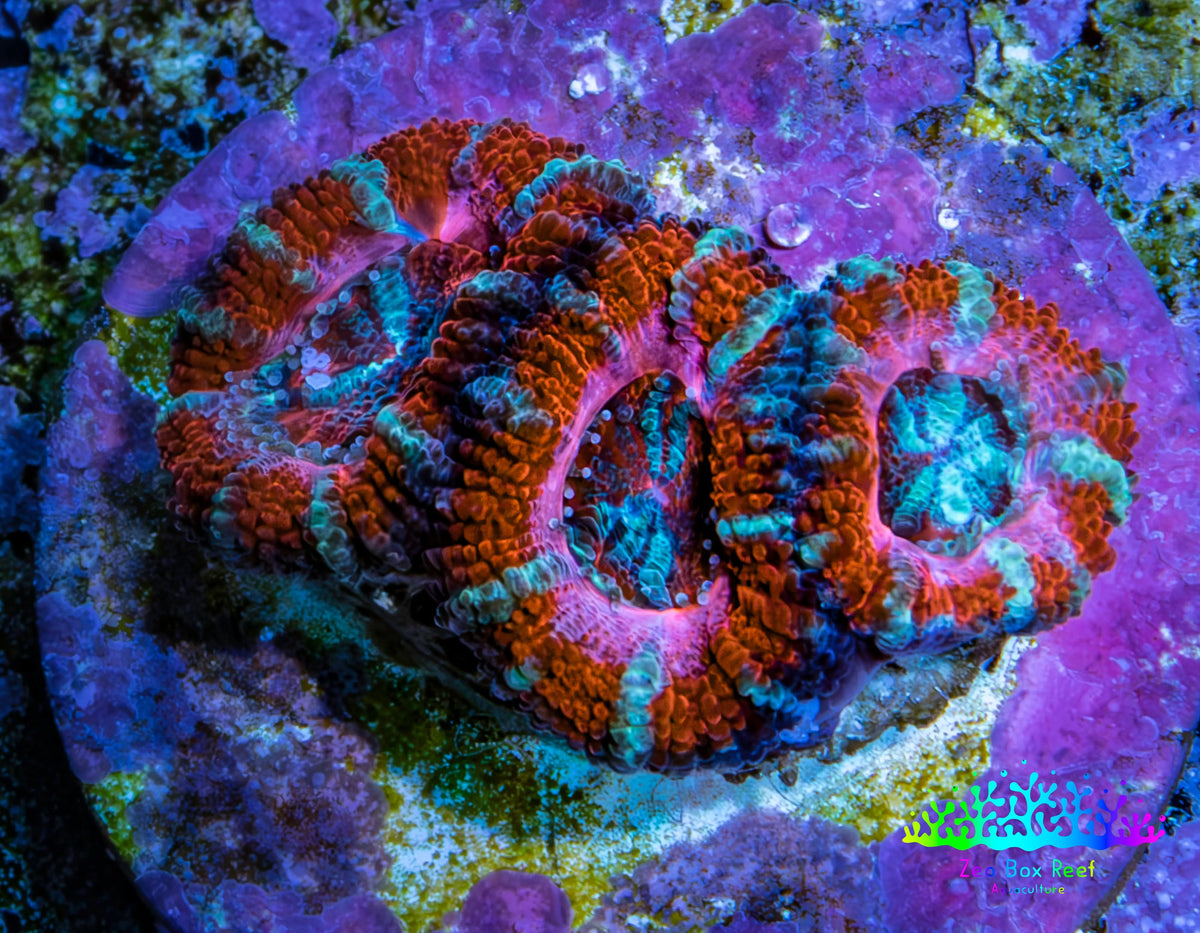 Red Orange Pink Blue Acan Frag WYSIWYG Red Orange Pink Blue Acan Frag WYSIWYG LPS Coral Red Orange Pink Blue Acan Frag WYSIWYG Zeo Box Reef