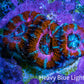 Red Orange Pink Blue Acan Frag WYSIWYG Red Orange Pink Blue Acan Frag WYSIWYG LPS Coral Red Orange Pink Blue Acan Frag WYSIWYG Zeo Box Reef