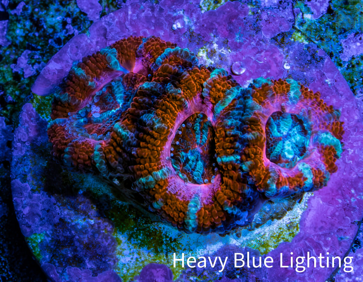 Red Orange Pink Blue Acan Frag WYSIWYG Red Orange Pink Blue Acan Frag WYSIWYG LPS Coral Red Orange Pink Blue Acan Frag WYSIWYG Zeo Box Reef