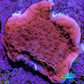 Red Scrolling Montipora Frag WYSIWYG Red Scrolling Montipora Frag WYSIWYG SPS Red Scrolling Montipora Frag WYSIWYG Zeo Box Reef