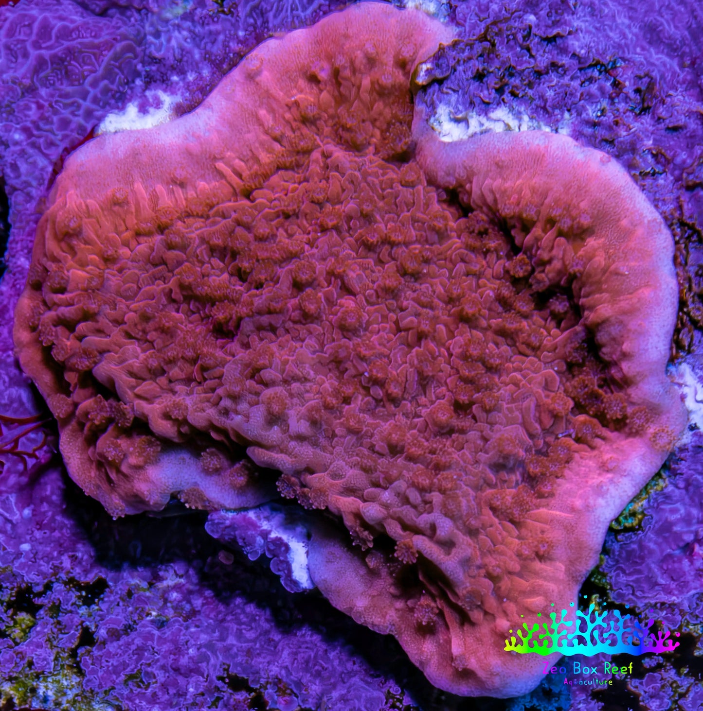 Red Scrolling Montipora Frag WYSIWYG Red Scrolling Montipora Frag WYSIWYG SPS Red Scrolling Montipora Frag WYSIWYG Zeo Box Reef