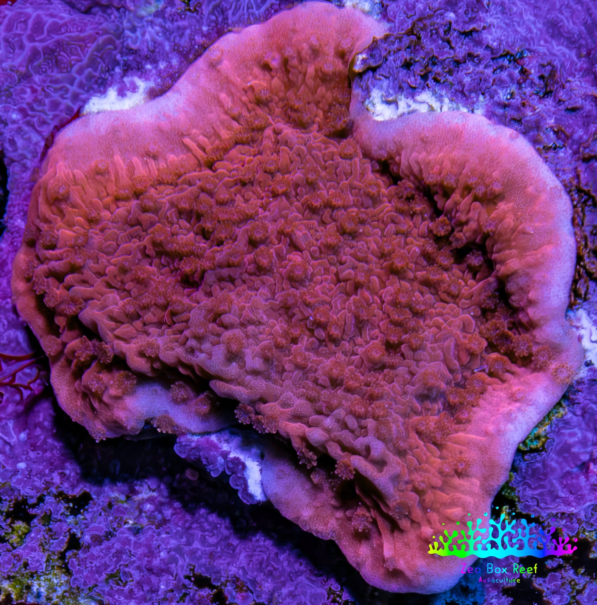 Red Scrolling Montipora Frag WYSIWYG Red Scrolling Montipora Frag WYSIWYG SPS Red Scrolling Montipora Frag WYSIWYG Zeo Box Reef