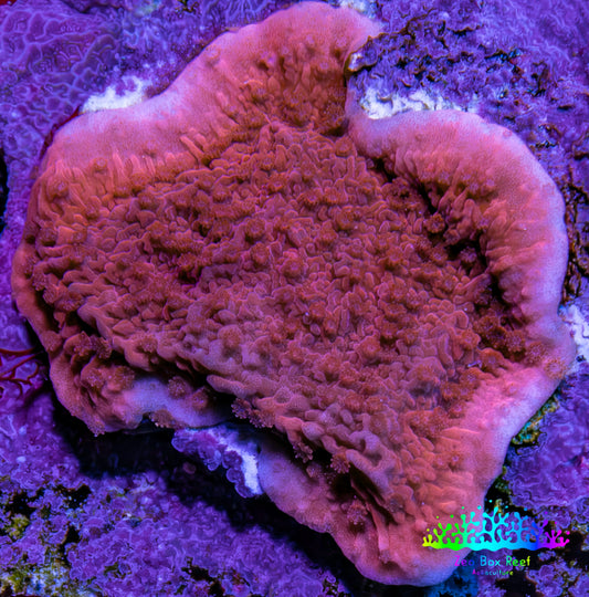 Red Scrolling Montipora Frag WYSIWYG Red Scrolling Montipora Frag WYSIWYG SPS Red Scrolling Montipora Frag WYSIWYG Zeo Box Reef
