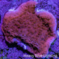 Red Scrolling Montipora Frag WYSIWYG Red Scrolling Montipora Frag WYSIWYG SPS Red Scrolling Montipora Frag WYSIWYG Zeo Box Reef