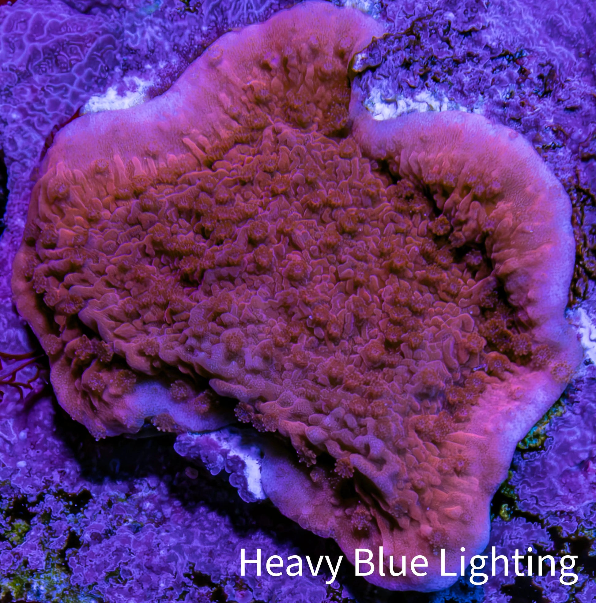 Red Scrolling Montipora Frag WYSIWYG Red Scrolling Montipora Frag WYSIWYG SPS Red Scrolling Montipora Frag WYSIWYG Zeo Box Reef