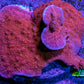 Red Scrolling Montipora Frag Red Scrolling Montipora Frag SPS Red Scrolling Montipora Frag Zeo Box Reef