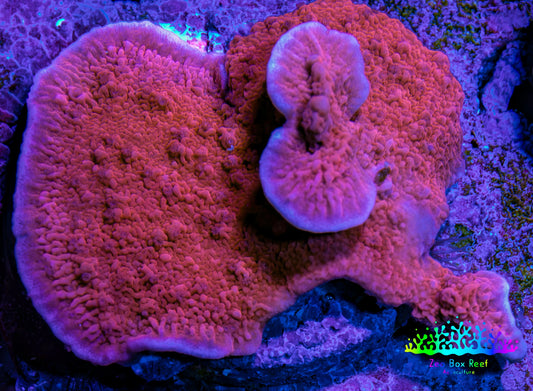 Red Scrolling Montipora Frag Red Scrolling Montipora Frag SPS Red Scrolling Montipora Frag Zeo Box Reef