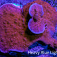 Red Scrolling Montipora Frag Red Scrolling Montipora Frag SPS Red Scrolling Montipora Frag Zeo Box Reef