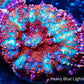 Rhodactis  - Barbie Rhodactis Coral WYSIWYG 2cm Rhodactis  - Barbie Rhodactis Coral WYSIWYG 2cm Animals & Pet Supplies Rhodactis  - Barbie Rhodactis Coral WYSIWYG 2cm Zeo Box Reef
