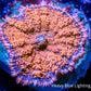 Rhodactis  - Superman Rhodactis Coral WYSIWYG 2cm Rhodactis  - Superman Rhodactis Coral WYSIWYG 2cm Animals & Pet Supplies Rhodactis  - Superman Rhodactis Coral WYSIWYG 2cm Zeo Box Reef