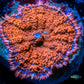 Rhodactis  - Superman Rhodactis Coral WYSIWYG 2.5cm Rhodactis  - Superman Rhodactis Coral WYSIWYG 2.5cm Animals & Pet Supplies Rhodactis  - Superman Rhodactis Coral WYSIWYG 2.5cm Zeo Box Reef