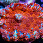 Rhodactis Coral - Barbie Rhodactis WYSIWYG 3cm Rhodactis Coral - Barbie Rhodactis WYSIWYG 3cm Animals & Pet Supplies Rhodactis Coral - Barbie Rhodactis WYSIWYG 3cm Zeo Box Reef