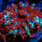 Rhodactis Coral - Barbie Rhodactis 2cm Rhodactis Coral - Barbie Rhodactis 2cm Animals & Pet Supplies Rhodactis Coral - Barbie Rhodactis 2cm Zeo Box Reef