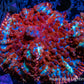 Rhodactis Coral - Barbie Rhodactis 2cm Rhodactis Coral - Barbie Rhodactis 2cm Animals & Pet Supplies Rhodactis Coral - Barbie Rhodactis 2cm Zeo Box Reef