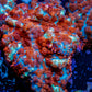 Rhodactis Coral - Barbie Rhodactis 3cm Rhodactis Coral - Barbie Rhodactis 3cm Animals & Pet Supplies Rhodactis Coral - Barbie Rhodactis 3cm Zeo Box Reef