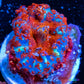 Rhodactis Coral - Barbie Rhodactis WYSIWYG 2cm Rhodactis Coral - Barbie Rhodactis WYSIWYG 2cm Animals & Pet Supplies Rhodactis Coral - Barbie Rhodactis WYSIWYG 2cm Zeo Box Reef