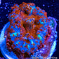 Rhodactis Coral - Barbie Rhodactis WYSIWYG 2cm Rhodactis Coral - Barbie Rhodactis WYSIWYG 2cm Animals & Pet Supplies Rhodactis Coral - Barbie Rhodactis WYSIWYG 2cm Zeo Box Reef