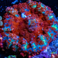 Rhodactis Coral - Barbie Rhodactis WYSIWYG 3cm Rhodactis Coral - Barbie Rhodactis WYSIWYG 3cm Animals & Pet Supplies Rhodactis Coral - Barbie Rhodactis WYSIWYG 3cm Zeo Box Reef