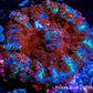 Rhodactis Coral - Barbie Rhodactis WYSIWYG 3cm Rhodactis Coral - Barbie Rhodactis WYSIWYG 3cm Animals & Pet Supplies Rhodactis Coral - Barbie Rhodactis WYSIWYG 3cm Zeo Box Reef