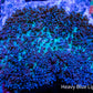 Rhodactis Coral - Green Base Fluffy  WYSIWYG 6cm Rhodactis Coral - Green Base Fluffy  WYSIWYG 6cm Animals & Pet Supplies Rhodactis Coral - Green Base Fluffy  WYSIWYG 6cm Zeo Box Reef