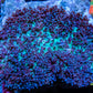 Rhodactis Coral - Green Base Fluffy  WYSIWYG 6cm Rhodactis Coral - Green Base Fluffy  WYSIWYG 6cm Animals & Pet Supplies Rhodactis Coral - Green Base Fluffy  WYSIWYG 6cm Zeo Box Reef