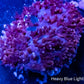 Rhodactis Coral - Purple Fluffy  WYSIWYG 2cm Rhodactis Coral - Purple Fluffy  WYSIWYG 2cm Animals & Pet Supplies Rhodactis Coral - Purple Fluffy  WYSIWYG 2cm Zeo Box Reef