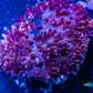 Rhodactis Coral - Purple Fluffy  WYSIWYG 2cm Rhodactis Coral - Purple Fluffy  WYSIWYG 2cm Animals & Pet Supplies Rhodactis Coral - Purple Fluffy  WYSIWYG 2cm Zeo Box Reef