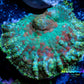 Rhodactis Coral - Ultra Rhodactis 2cm WYSIWYG C1R2B2 (Copy) Rhodactis Coral - Ultra Rhodactis 2cm WYSIWYG C1R2B2 (Copy) Animals & Pet Supplies Rhodactis Coral - Ultra Rhodactis 2cm WYSIWYG C1R2B2 (Copy) Zeo Box Reef