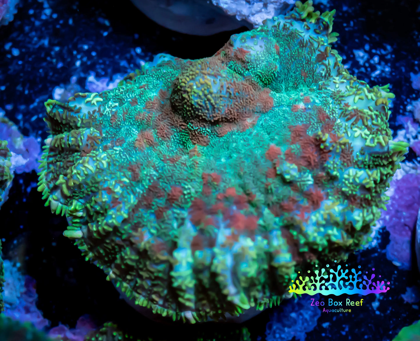 Rhodactis Coral - Ultra Rhodactis 2cm WYSIWYG C1R2B2 (Copy) Rhodactis Coral - Ultra Rhodactis 2cm WYSIWYG C1R2B2 (Copy) Animals & Pet Supplies Rhodactis Coral - Ultra Rhodactis 2cm WYSIWYG C1R2B2 (Copy) Zeo Box Reef