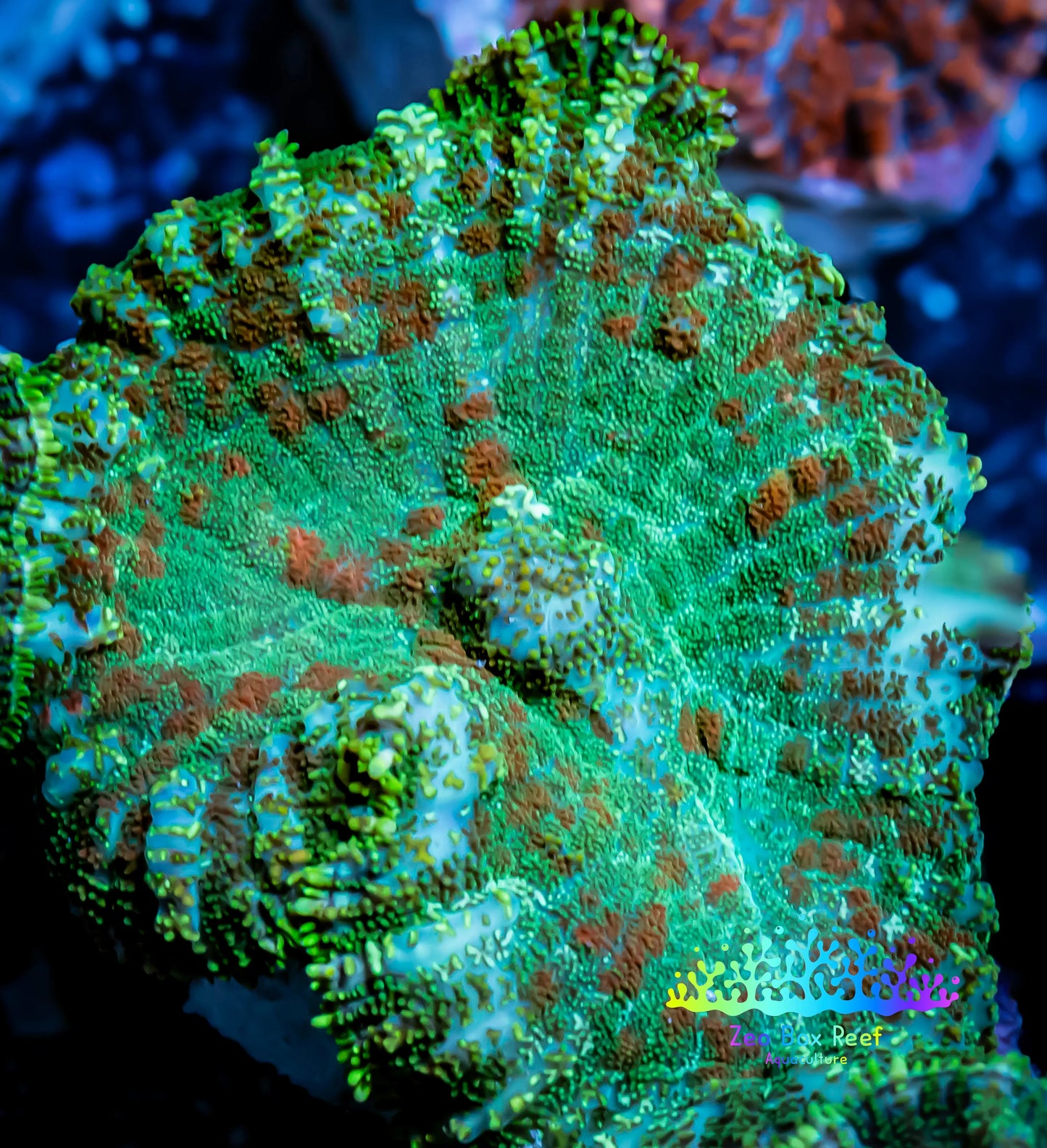 Rhodactis Coral - Ultra Rhodactis 3cm WYSIWYG C1R2B2 (Copy) Rhodactis Coral - Ultra Rhodactis 3cm WYSIWYG C1R2B2 (Copy) Animals & Pet Supplies Rhodactis Coral - Ultra Rhodactis 3cm WYSIWYG C1R2B2 (Copy) Zeo Box Reef