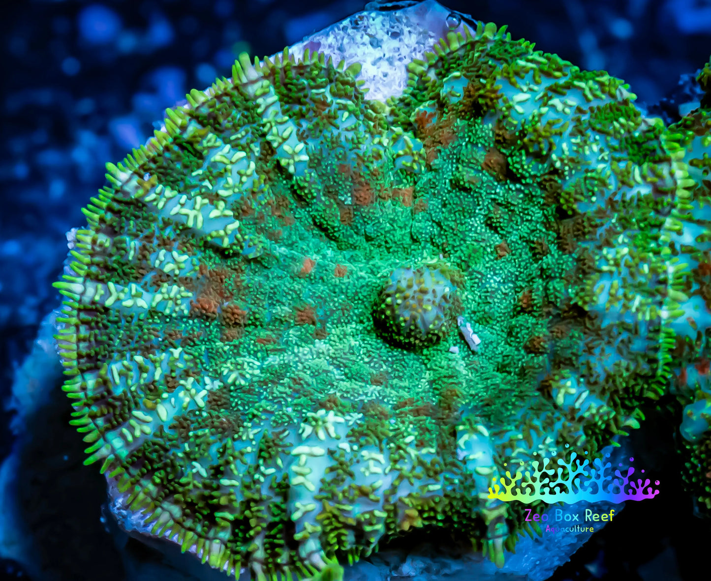 Rhodactis Coral - Ultra Rhodactis 3cm Rhodactis Coral - Ultra Rhodactis 3cm Animals & Pet Supplies Rhodactis Coral - Ultra Rhodactis 3cm Zeo Box Reef