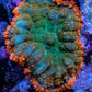 Rhodactis Coral - Ultra Rhodactis WYSIWYG 4cm Rhodactis Coral - Ultra Rhodactis WYSIWYG 4cm Animals & Pet Supplies Rhodactis Coral - Ultra Rhodactis WYSIWYG 4cm Zeo Box Reef