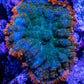 Rhodactis Coral - Ultra Rhodactis WYSIWYG 4cm Rhodactis Coral - Ultra Rhodactis WYSIWYG 4cm Animals & Pet Supplies Rhodactis Coral - Ultra Rhodactis WYSIWYG 4cm Zeo Box Reef