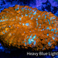 Rhodactis Coral - Ultra Rhodactis WYSIWYG 4cm Rhodactis Coral - Ultra Rhodactis WYSIWYG 4cm Animals & Pet Supplies Rhodactis Coral - Ultra Rhodactis WYSIWYG 4cm Zeo Box Reef