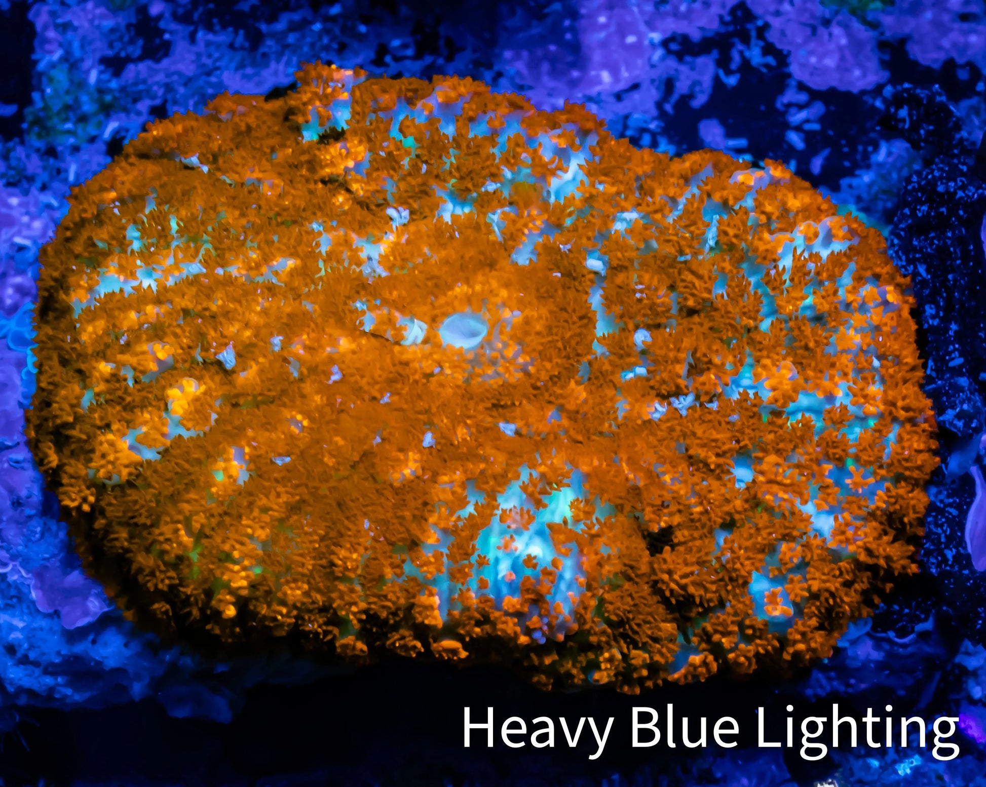 Rhodactis Coral - Ultra Rhodactis WYSIWYG 4cm Rhodactis Coral - Ultra Rhodactis WYSIWYG 4cm Animals & Pet Supplies Rhodactis Coral - Ultra Rhodactis WYSIWYG 4cm Zeo Box Reef