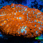 Rhodactis Coral - Ultra Rhodactis WYSIWYG 4cm Rhodactis Coral - Ultra Rhodactis WYSIWYG 4cm Animals & Pet Supplies Rhodactis Coral - Ultra Rhodactis WYSIWYG 4cm Zeo Box Reef