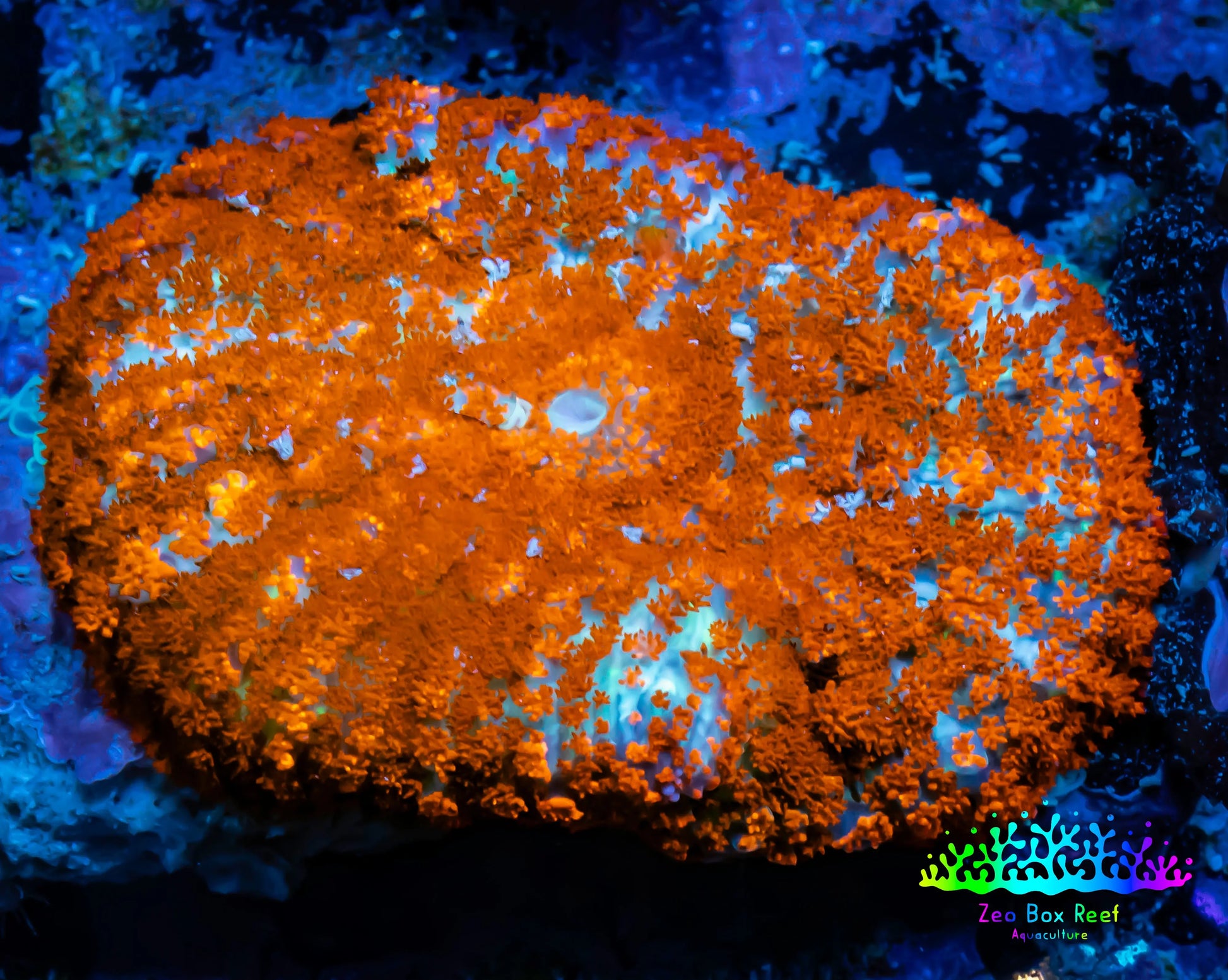 Rhodactis Coral - Ultra Rhodactis WYSIWYG 4cm Rhodactis Coral - Ultra Rhodactis WYSIWYG 4cm Animals & Pet Supplies Rhodactis Coral - Ultra Rhodactis WYSIWYG 4cm Zeo Box Reef
