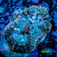 Rhodactis Coral -  WYSIWYG 2cm B10R1B2 Rhodactis Coral -  WYSIWYG 2cm B10R1B2 Animals & Pet Supplies Rhodactis Coral -  WYSIWYG 2cm B10R1B2 Zeo Box Reef