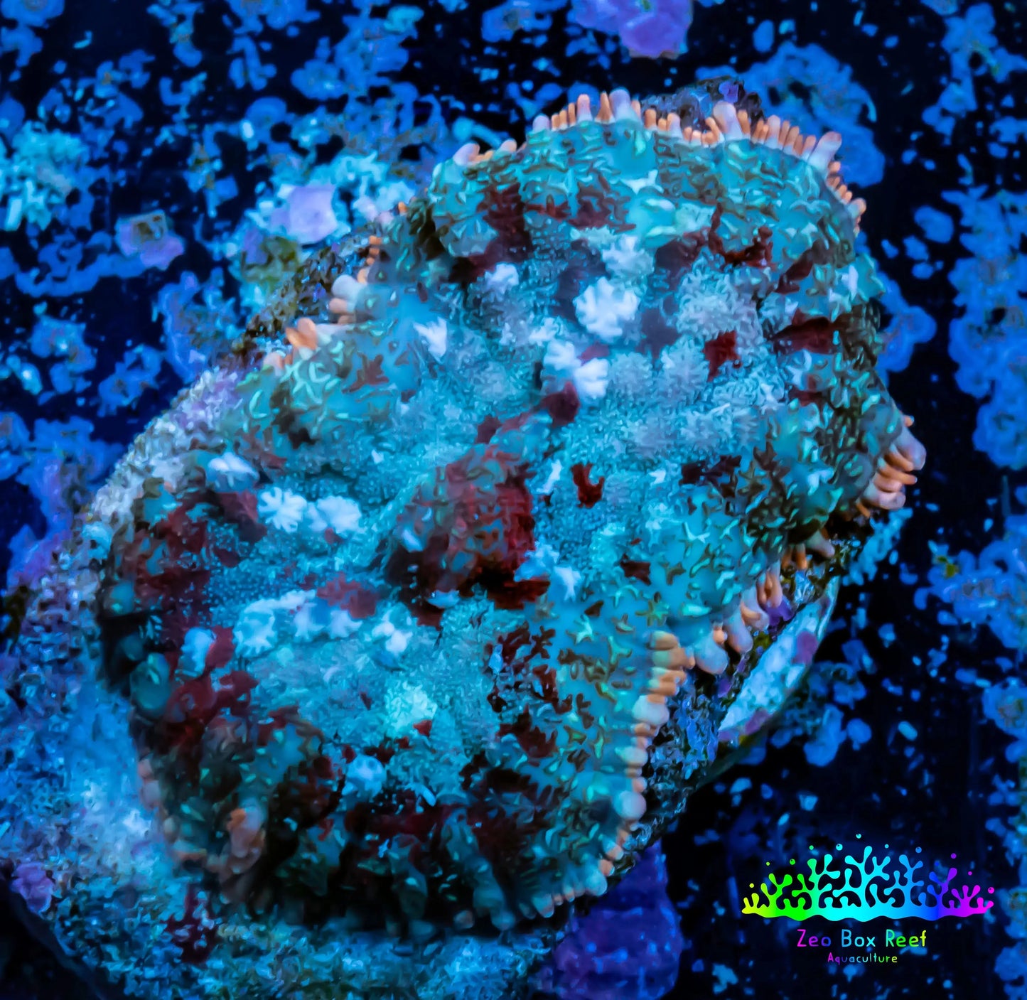 Rhodactis Coral -  WYSIWYG 2cm B10R1B2 Rhodactis Coral -  WYSIWYG 2cm B10R1B2 Animals & Pet Supplies Rhodactis Coral -  WYSIWYG 2cm B10R1B2 Zeo Box Reef