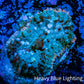 Rhodactis Coral -  WYSIWYG 2cm B10R1B2 Rhodactis Coral -  WYSIWYG 2cm B10R1B2 Animals & Pet Supplies Rhodactis Coral -  WYSIWYG 2cm B10R1B2 Zeo Box Reef