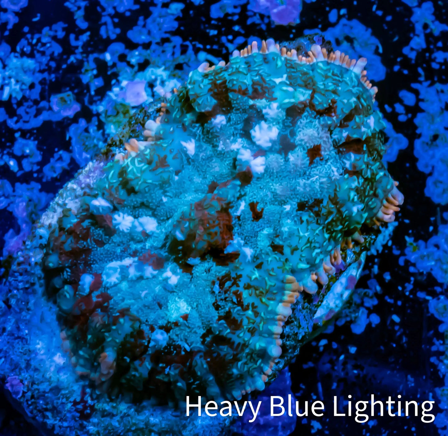 Rhodactis Coral -  WYSIWYG 2cm B10R1B2 Rhodactis Coral -  WYSIWYG 2cm B10R1B2 Animals & Pet Supplies Rhodactis Coral -  WYSIWYG 2cm B10R1B2 Zeo Box Reef