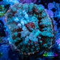 Rhodactis Coral -  WYSIWYG 2cm B10R1B2 Rhodactis Coral -  WYSIWYG 2cm B10R1B2 Animals & Pet Supplies Rhodactis Coral -  WYSIWYG 2cm B10R1B2 Zeo Box Reef