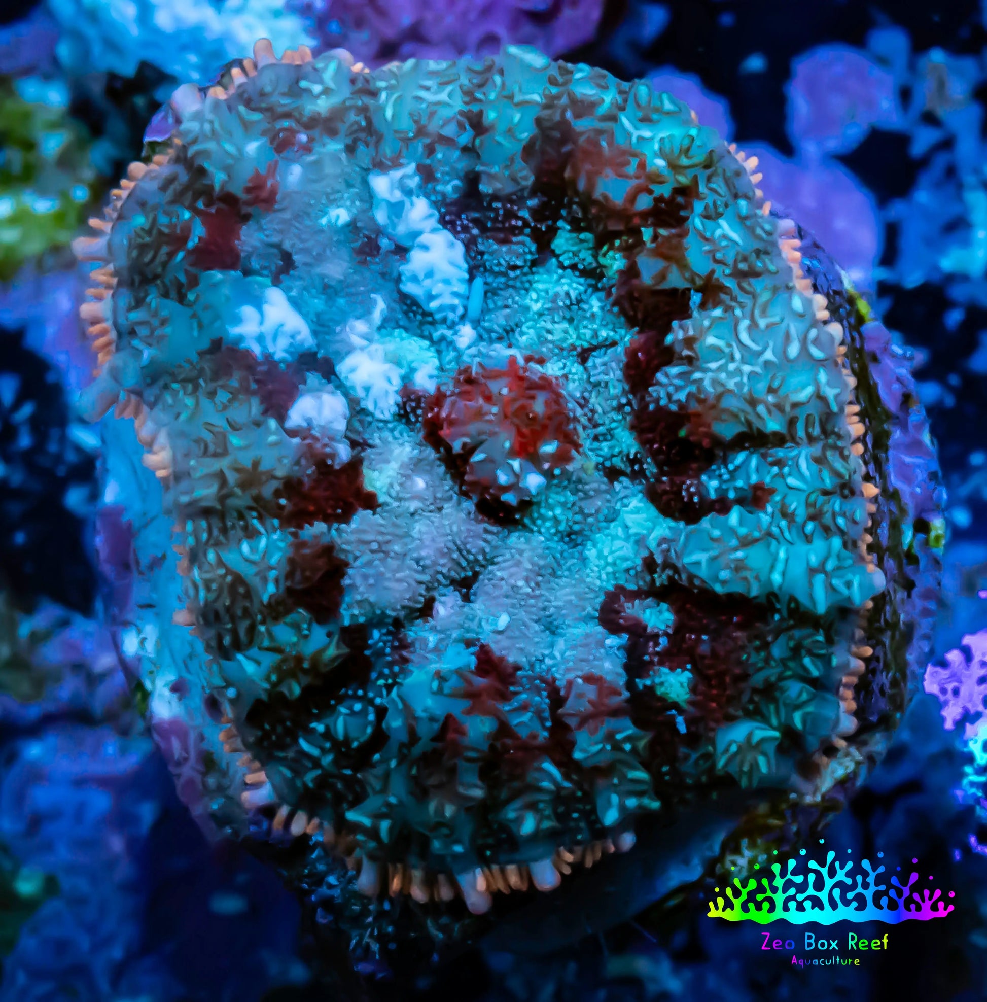 Rhodactis Coral -  WYSIWYG 2cm B10R1B2 Rhodactis Coral -  WYSIWYG 2cm B10R1B2 Animals & Pet Supplies Rhodactis Coral -  WYSIWYG 2cm B10R1B2 Zeo Box Reef