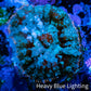 Rhodactis Coral -  WYSIWYG 2cm B10R1B2 Rhodactis Coral -  WYSIWYG 2cm B10R1B2 Animals & Pet Supplies Rhodactis Coral -  WYSIWYG 2cm B10R1B2 Zeo Box Reef